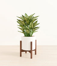 Load image into Gallery viewer, White stand:walnut