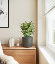 Load image into Gallery viewer, Dark Olive