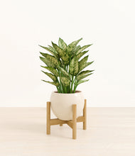 Load image into Gallery viewer, Shiny EggWhite stand:bamboo