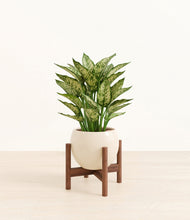 Load image into Gallery viewer, Shiny EggWhite stand:walnut