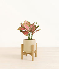 Load image into Gallery viewer, Almond Green stand:bamboo