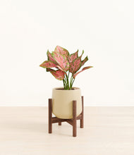 Load image into Gallery viewer, Almond Green stand:walnut