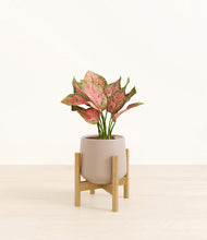 Load image into Gallery viewer, Eternal Gray stand:bamboo