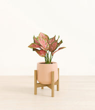 Load image into Gallery viewer, Gentle Pink stand:bamboo