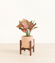 Load image into Gallery viewer, Gentle Pink stand:walnut