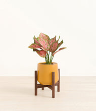 Load image into Gallery viewer, Mustard stand:walnut