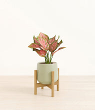 Load image into Gallery viewer, Turquoise stand:bamboo