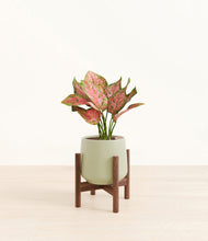 Load image into Gallery viewer, Turquoise stand:walnut