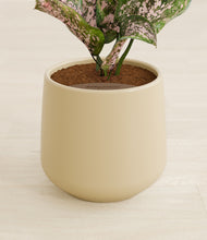 Load image into Gallery viewer, Almond Green stand:all