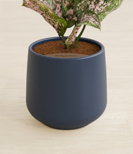 Load image into Gallery viewer, Deep Navy stand:all