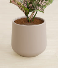 Load image into Gallery viewer, Eternal Gray stand:all