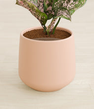 Load image into Gallery viewer, Gentle Pink stand:all