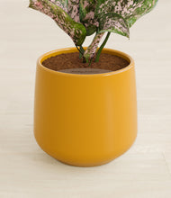 Load image into Gallery viewer, Mustard stand:all