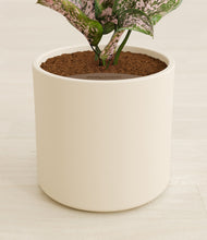 Load image into Gallery viewer, Cream stand:all