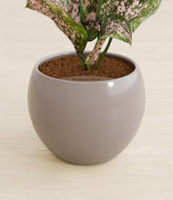 Load image into Gallery viewer, Winter Clouds stand:all