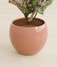 Load image into Gallery viewer, Calm Rose stand:all