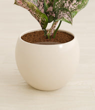 Load image into Gallery viewer, Shiny EggWhite stand:all