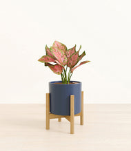 Load image into Gallery viewer, Deep Navy stand:bamboo
