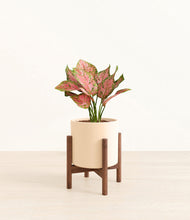 Load image into Gallery viewer, Cream stand:walnut