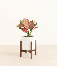 Load image into Gallery viewer, White stand:walnut