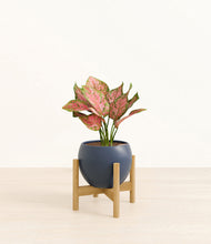 Load image into Gallery viewer, Deep Navy stand:bamboo