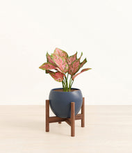 Load image into Gallery viewer, Deep Navy stand:walnut