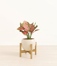 Load image into Gallery viewer, Shiny EggWhite stand:bamboo