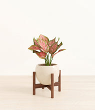 Load image into Gallery viewer, Shiny EggWhite stand:walnut