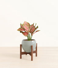 Load image into Gallery viewer, Deep Ocean stand:walnut