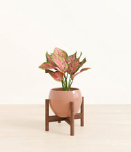 Load image into Gallery viewer, Calm Rose stand:walnut