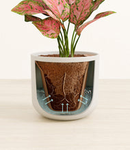 Load image into Gallery viewer, Natural Bamboo