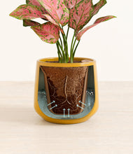 Load image into Gallery viewer, Mustard stand:all