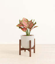 Load image into Gallery viewer, Natural Bamboo stand:walnut