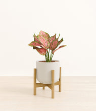 Load image into Gallery viewer, Natural Bamboo stand:bamboo