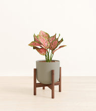 Load image into Gallery viewer, Sage Green stand:walnut