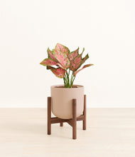 Load image into Gallery viewer, Sandy Pink stand:walnut