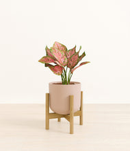 Load image into Gallery viewer, Sandy Pink stand:bamboo