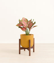 Load image into Gallery viewer, Sunset Orange stand:walnut