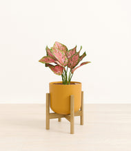 Load image into Gallery viewer, Sunset Orange stand:bamboo