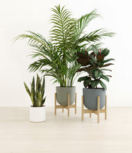 Load image into Gallery viewer, Earthy stand:two_stands