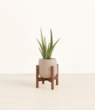 Load image into Gallery viewer, Eternal Gray stand:walnut