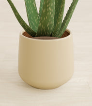 Load image into Gallery viewer, Almond Green stand:all