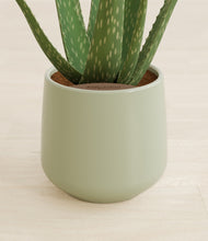 Load image into Gallery viewer, Turquoise stand:all