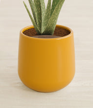 Load image into Gallery viewer, Mustard stand:all