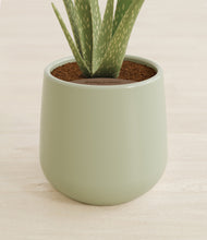 Load image into Gallery viewer, Turquoise stand:all