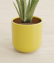 Load image into Gallery viewer, Key Lime Yellow stand:all