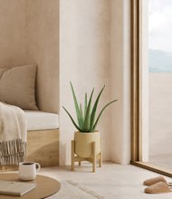 Load image into Gallery viewer, Almond Green stand:bamboo