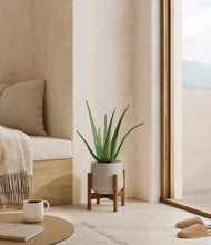 Load image into Gallery viewer, Eternal Gray stand:walnut