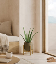 Load image into Gallery viewer, Olive stand:bamboo