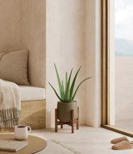 Load image into Gallery viewer, Olive stand:walnut